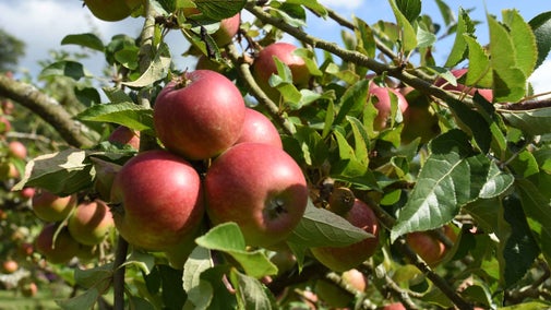 A close-up of red, ripe apples growing on a tree at Acorn Bank, Cumbria